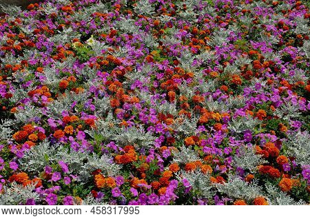 Crazy Annual Bed With A Pink-orange Combination Of Flowers. Large Retaining Walls Of Rounded Sandsto