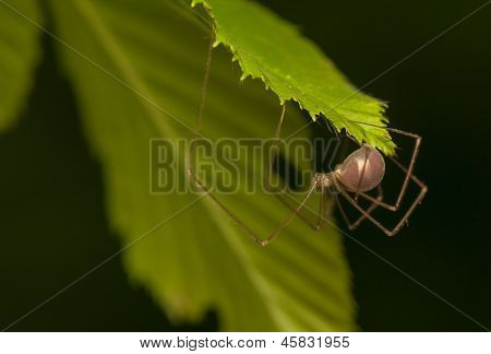Pholcus