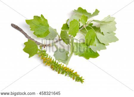 Populus Alba, Commonly Called Silver Poplar, Silverleaf Poplar, Or White Poplar. Isolated On White B