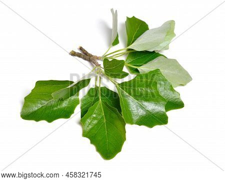 Populus Alba, Commonly Called Silver Poplar, Silverleaf Poplar, Or White Poplar. Isolated On White B