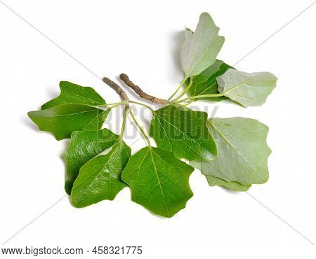 Populus Alba, Commonly Called Silver Poplar, Silverleaf Poplar, Or White Poplar. Isolated On White B