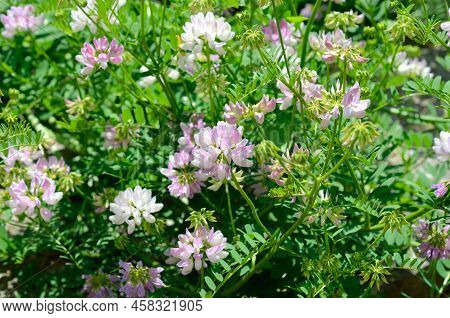 Securigera Varia Or Coronilla Varia, Commonly Known As Crownvetch Or Purple Crown Vetch