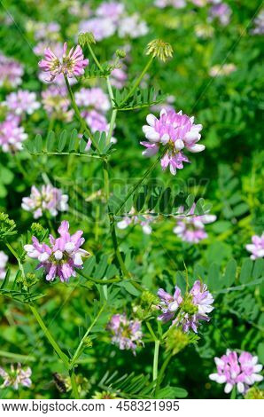 Securigera Varia Or Coronilla Varia, Commonly Known As Crownvetch Or Purple Crown Vetch