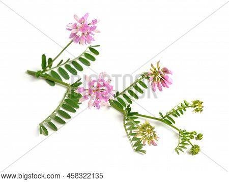 Securigera Varia Or Coronilla Varia, Commonly Known As Crownvetch Or Purple Crown Vetch