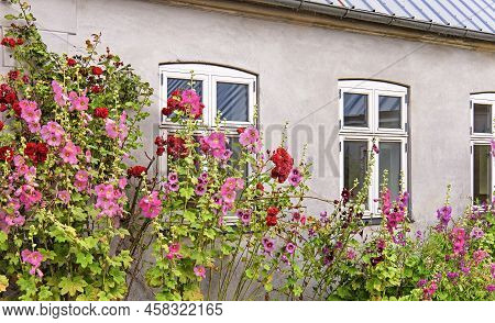 Beautiful Colourful Hollyhocks Alcea Rose Flower Bloom At The Window Of The Village House.