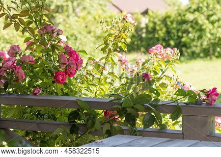Pink Roses On A Old White Wooden Table. Large Bush Of Pink Roses Blooms Next To Wooden Terrace