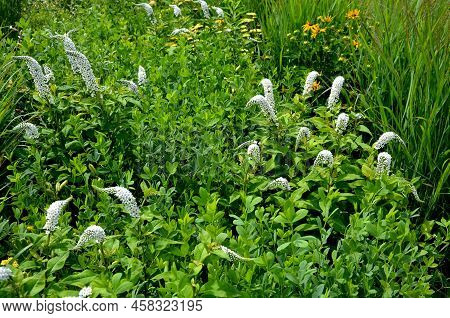 Flowerbed On The Promenade In The Park With Ornamental Perennials. The Edge Is A Curved Curb Of Gran