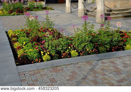 Commonly Known As Spider Flower, Spider Plant, Pink Queen, Or Grandfather\'s Whiskers, Is A Species 