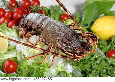 Fresh Spiny Lobster Or Sea Crayfish With Salad, Tomatoes And Lemon, Preparation For Cooking Common M