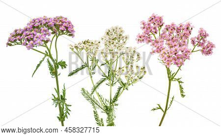 Pink And White Yarrow Isolated On White Background