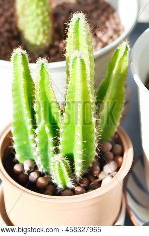 Cactus , Fairytale Castle Or Cereus Peruvianus Or Succulent