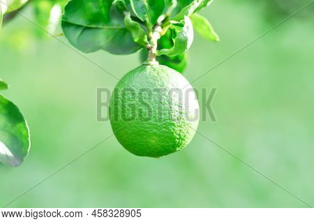 Lime, Lime Plant Or Lemon On Lemon Tree Or Lemon Plant