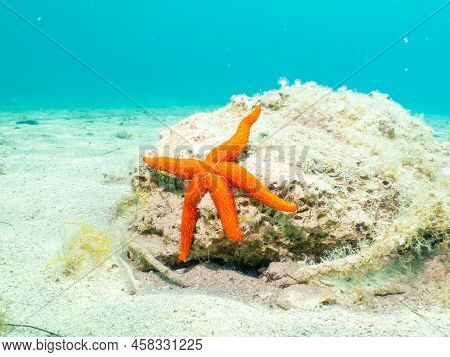 A Seastar On A Rock At A Sandy Beach. Mediterranean Holiday Photo. Turquoise Blue Water In The Backg