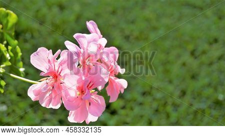 Closeup Of Beautiful Rose Color Flowers Of Pelargonium Peltatum Also Known As Ivyleaf, Peltated, Han