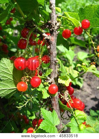 Berry Of Red Currant In A Hand