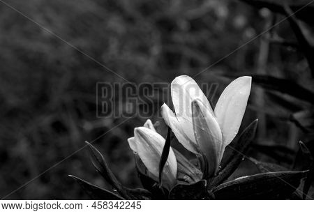 A Bright Contrasting Black And White Portrait Of An Opening Lily Flower. Defocused Background.