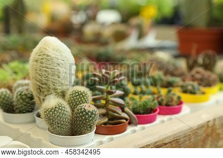 Beautiful Cacti And Succulent Plants On Table, Closeup. Space For Text
