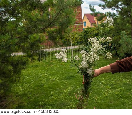 Achillea Millefolium, Commonly Known As Common Yarrow, Is A Flowering Plant In The Family Asteraceae