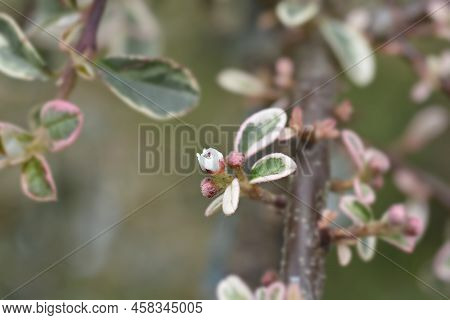 Swedish Cotoneaster Juliette Branch With Flower Buds