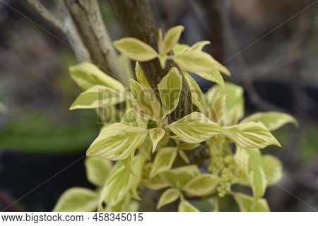 Wedding Cake Tree Leaves In The Garden