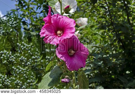 Close-up Of Single Sweet Red Flowers Of Hibiscus Or Rosa Sinensis, Blooming On Branches With Green L