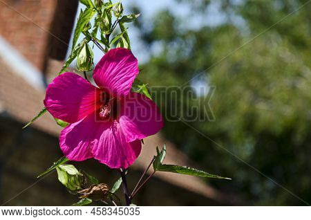 Close-up Of Single Sweet Red Flowers Of Hibiscus Or Rosa Sinensis, Blooming On Branches With Green L