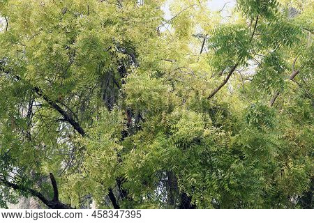 Azadirachta Indica, Commonly Known As Neem, Nimtree Or Indian Lilac