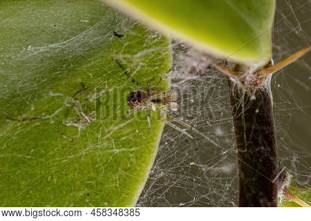 Adult Male Cobweb Spider Of The Family Theridiidae