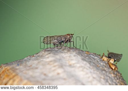 Adult Planthopper Insect Of The Superfamily Fulgoroidea