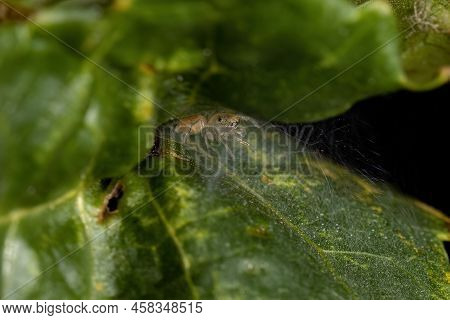 Small Jumping Spider Of The Subfamily Salticinae