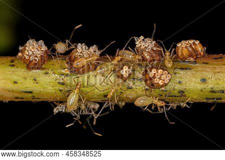 Assassin Bug Nymphs Of The Tribe Harpactorini With Eggs