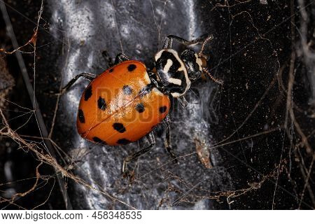 Adult Convergent Lady Beetle Of The Species Hippodamia Convergens