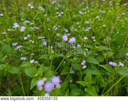 Beautiful Purple Flower Fields In The Evening. Cute Ageratum Conyzoides.
