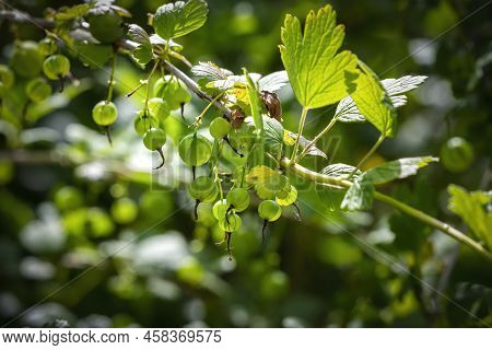 Ribes Uva-crispa, Wild Gooseberry Known As Gooseberry Or European Gooseberry, Is A Species Of Flower