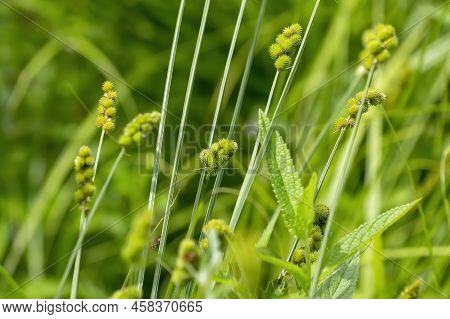 Clustered Sedge (carex Cumulata) In Some States It Is Known As 