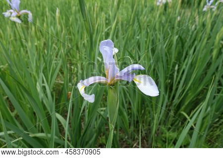 Close Shot Of Light Violet Flower Of Iris In May