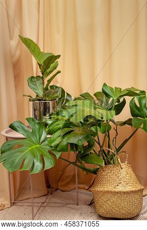 Still Life With Plants On A Brown Curtains Background.