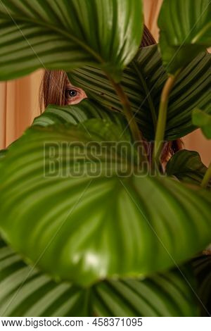 Woman Looks Through The Leaves Of The Calathea Orbifolia Tropical Plant.