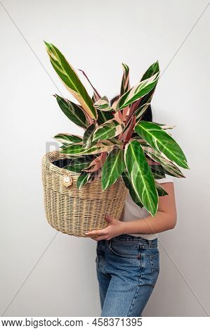 Girl Holding Stromanthe Tricolor Pot Plant Against White Wall Background.