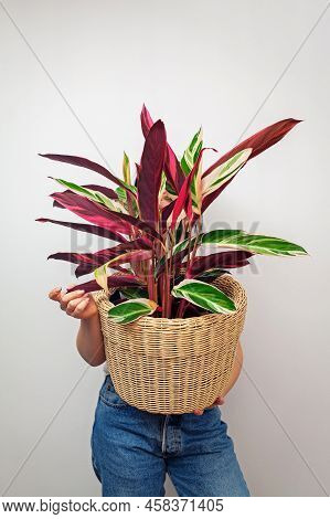 Girl Holding Stromanthe Tricolor Pot Plant Against White Wall Background.