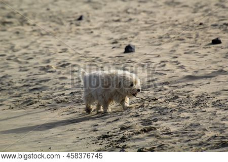 On A Beach, A Small White Dog Runs And Enjoys The Run.