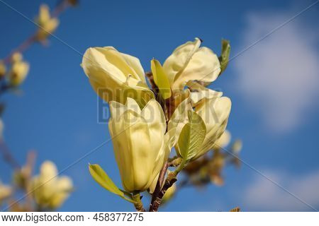 The Yellow White Flowers Of A Magnolia, Tulip Magnolia.