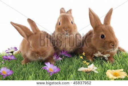 Coelhos jovens