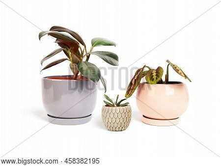 Plants Family Holding Their Hands Concept - Father, Mother And Their Child.