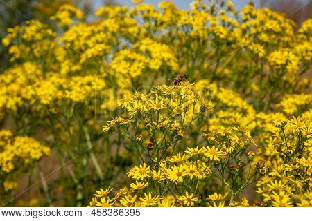 The Ragwort, A Wild Plant With Beautiful Yellow Flowers, But Also A Plant That Is Poisonous To Mamma
