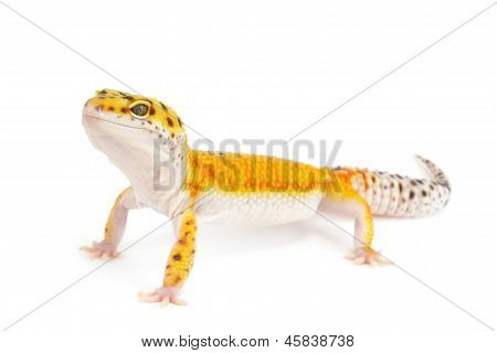 Gold Band Leopard Gecko