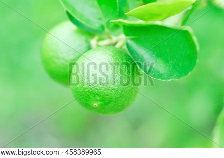 Lime, Lime Plant Or Lemon On Lemon Tree Or Lemon Plant