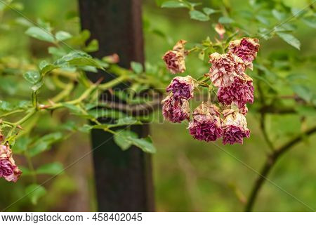Fading Rose In The Garden. Withering. Roses With Withered Petals.