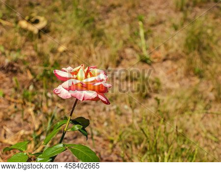 Fading Rose In The Garden. Withering. Roses With Withered Petals.