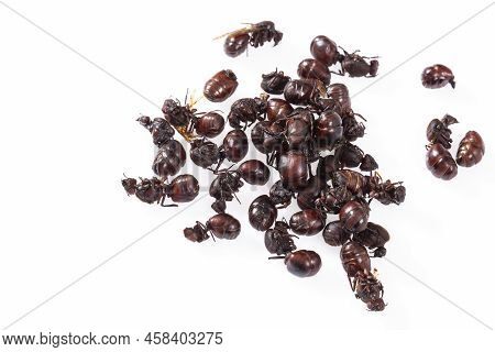 Ants Culonas Typical Gastronomy Of Santander Colombia; Photo White Background